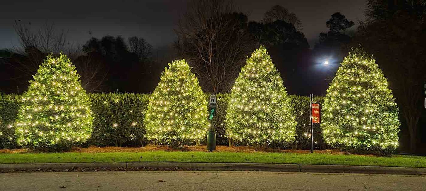 Row of shrubs and small trees wrapped in warm white Christmas lights along a property line