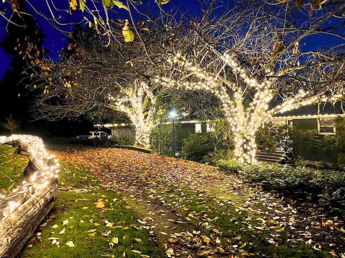 Mature trees wrapped trunk to canopy in warm white lights over a lit Indiana driveway